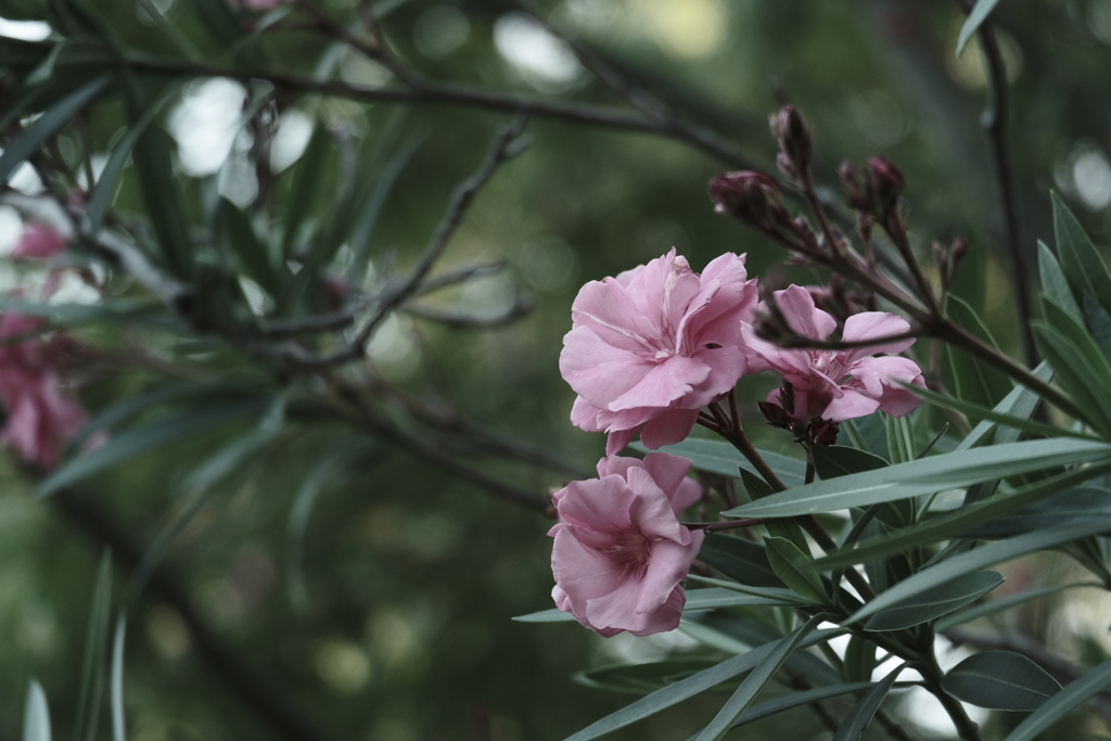 大高緑地にて（5）