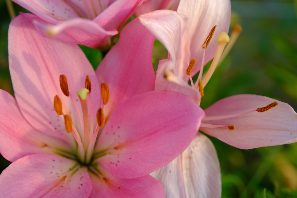 本日(6/9)の撮りもの（1）