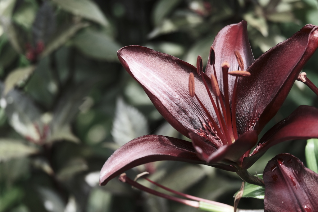 本日（6/14）の撮りもの（15）