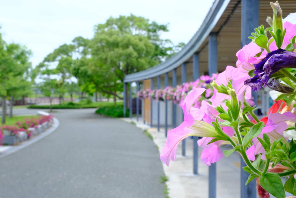 本日（6/14）の撮りもの（4）