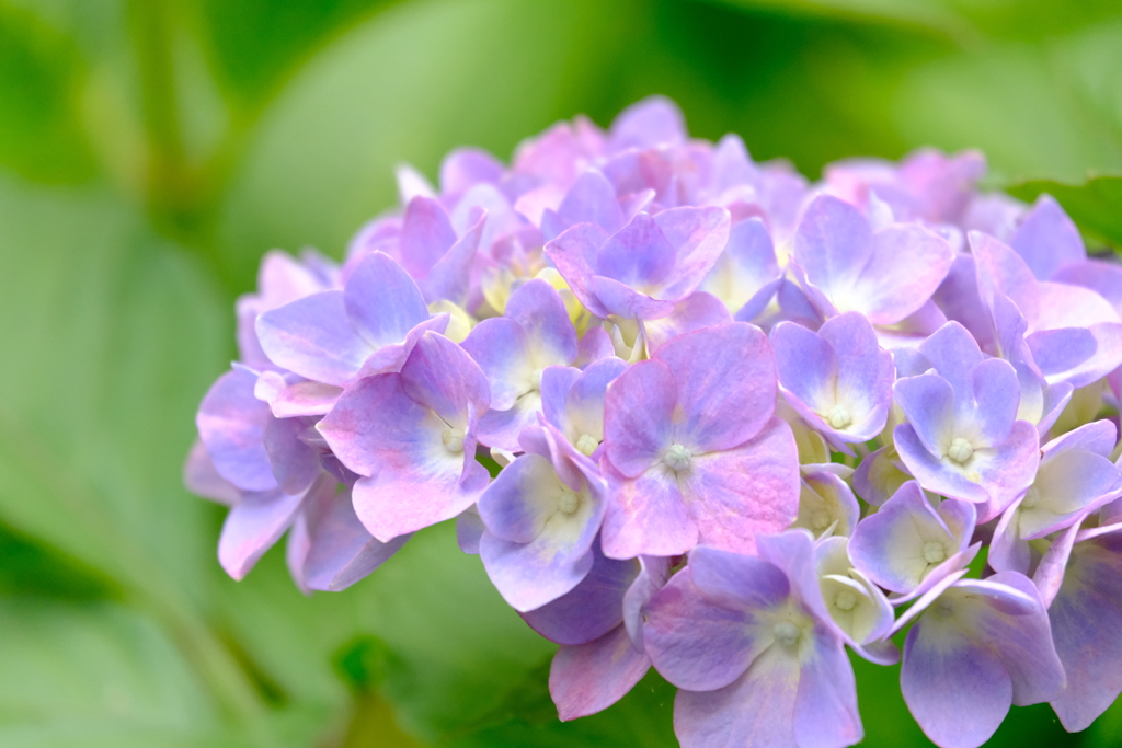 本日(6/3)の撮りもの（1）