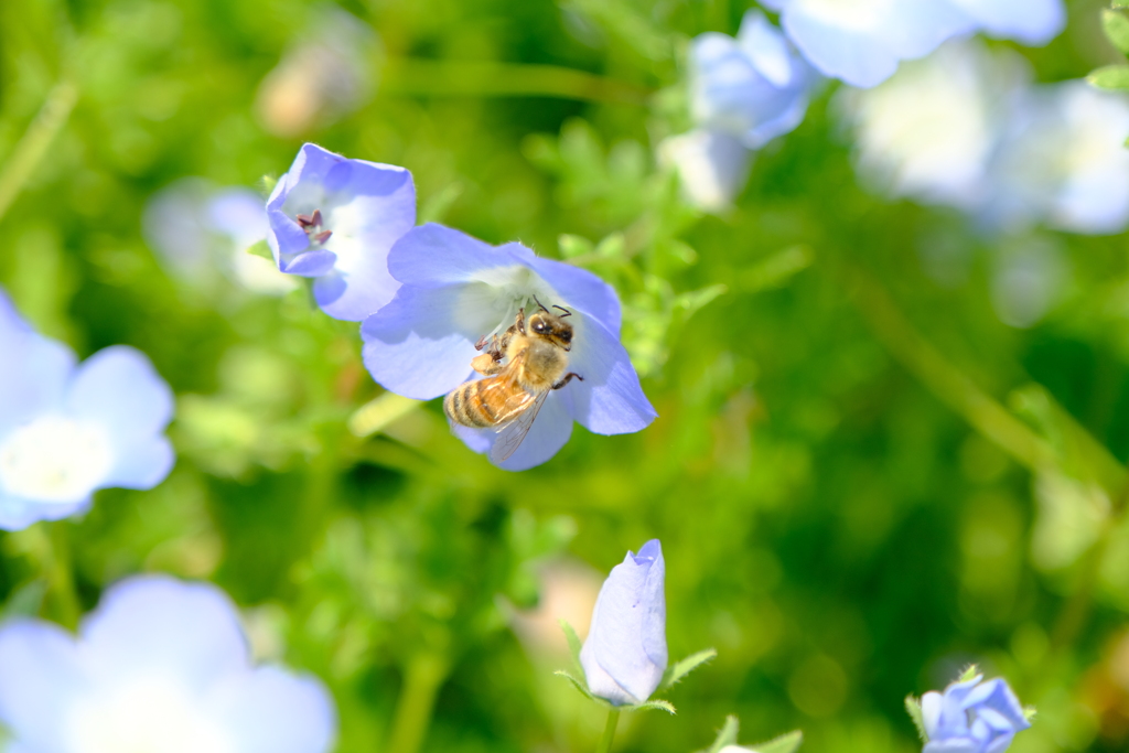 本日（5/23）の撮り物（5）