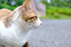 名城公園にて（16）