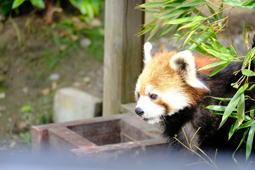 本日（6/14）の撮りもの（28）