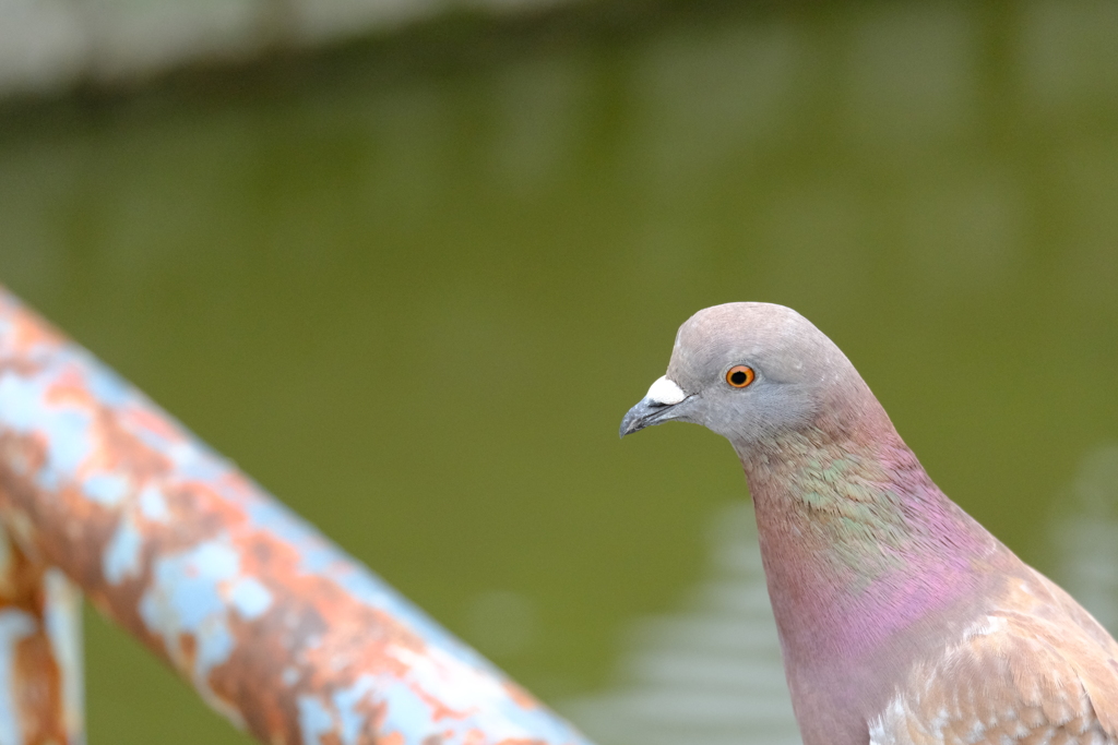 名城公園にて（20）