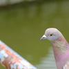 名城公園にて（20）