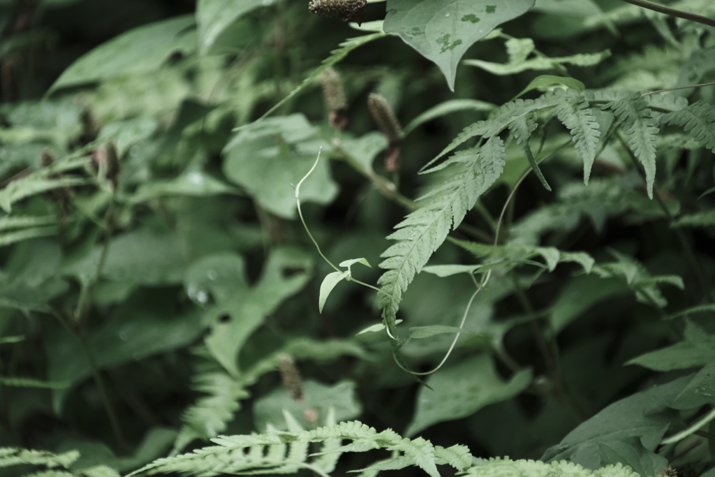 本日（7/10）の撮りもの（3）