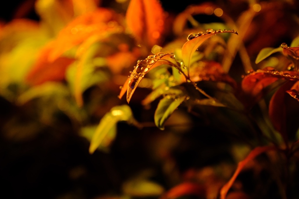 今日（7/9）のちょこっと写真（4）