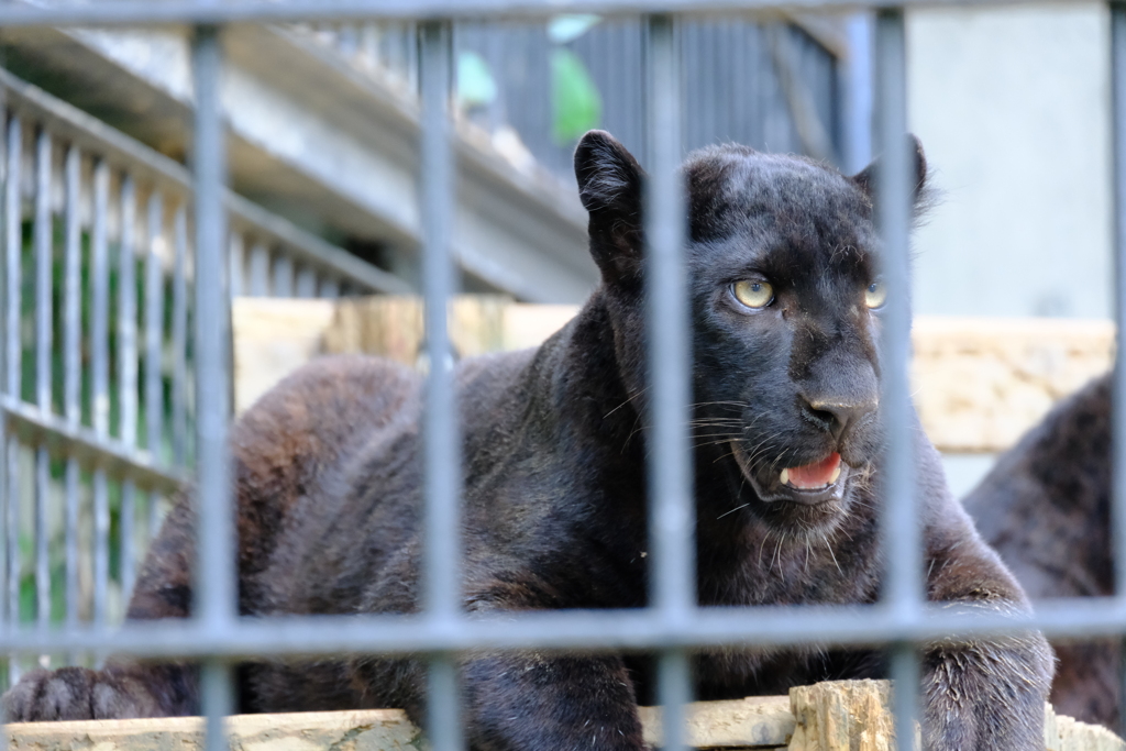 本日（6/14）の撮りもの（24）