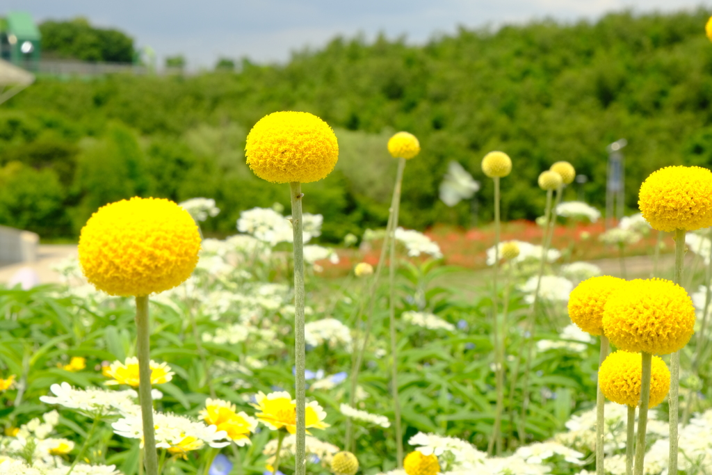 本日（5/23）の撮り物（3）