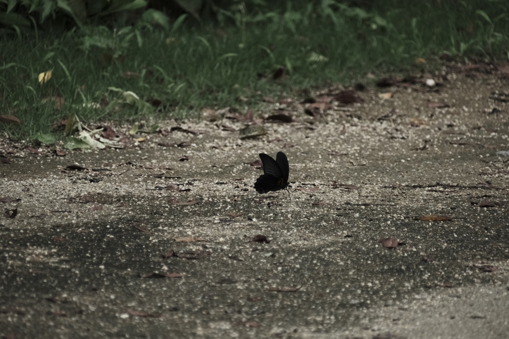 本日（7/10）の撮りもの（14）