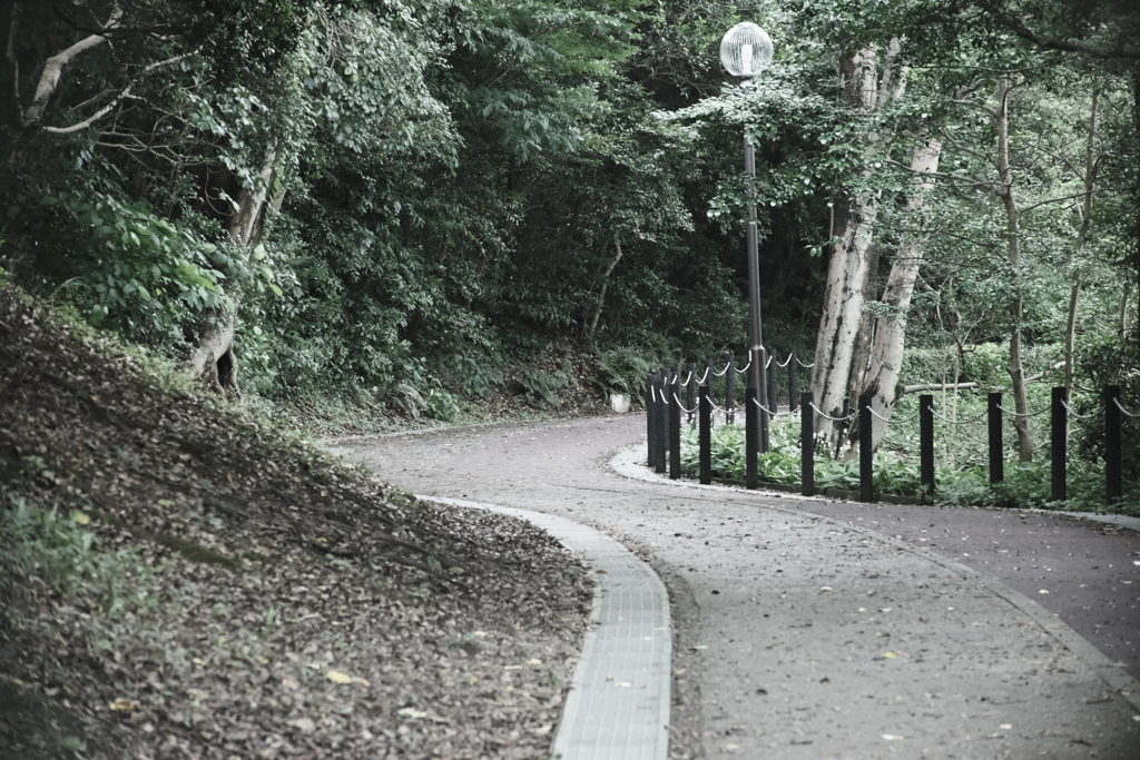 本日（7/10）の撮りもの（4）