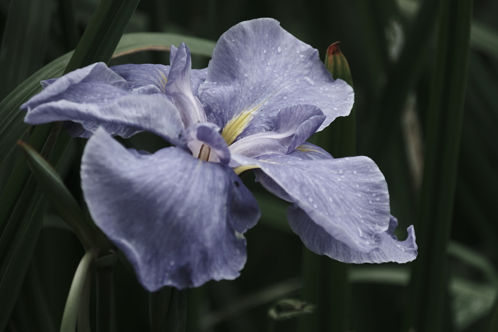 本日（7/10）の撮りもの（13）