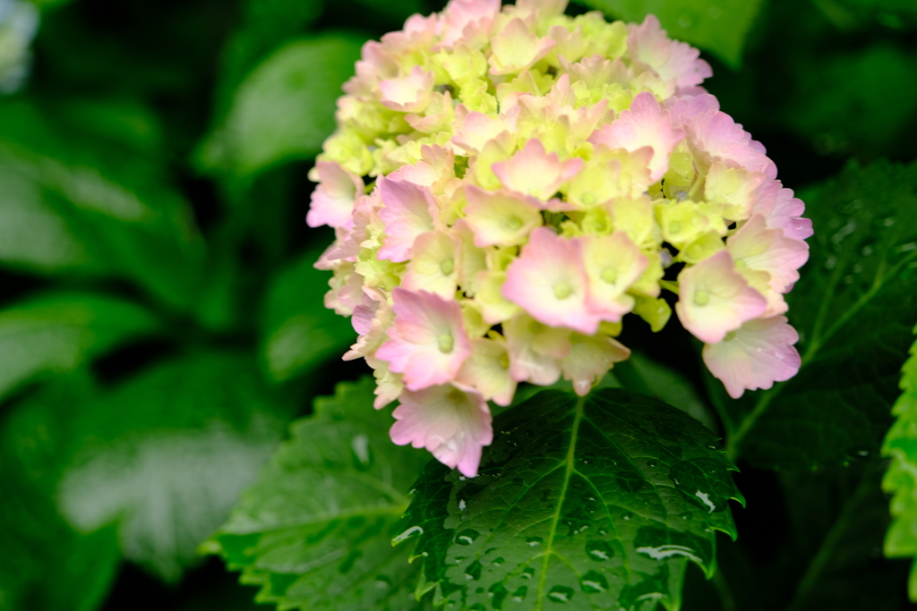 名城公園にて（2）