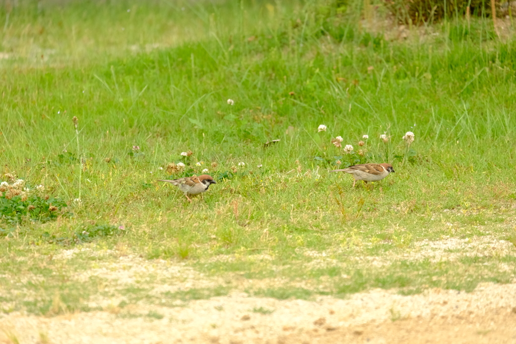 本日(6/3)の撮りもの（5）