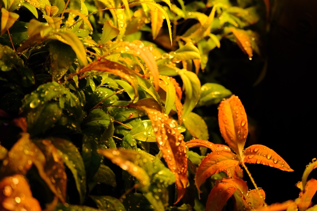 今日（7/9）のちょこっと写真（2）