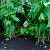 名城公園にて（3）
