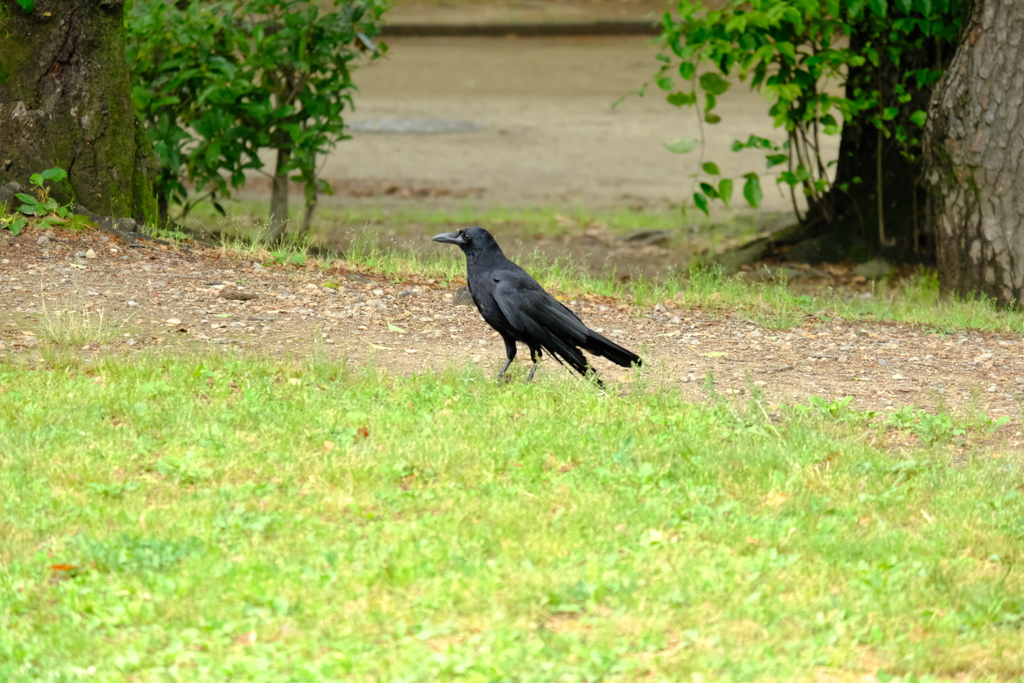 名城公園にて（10）