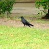 名城公園にて（10）