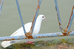 名城公園にて（21）