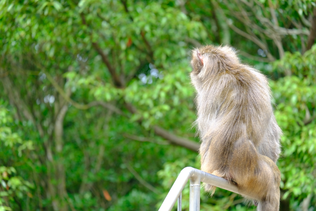 本日（6/14）の撮りもの（19）