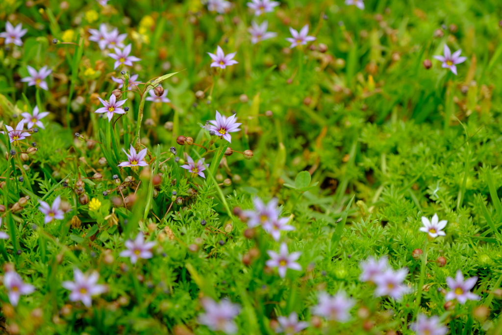 本日（5/23）の撮り物（2）