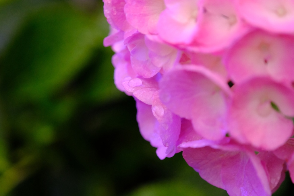 なばなの里にて（1）