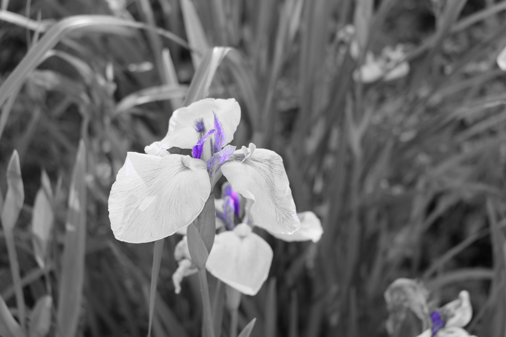 大高緑地にて（3）