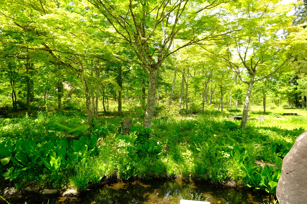 本日（5/28)の撮りもの（3）