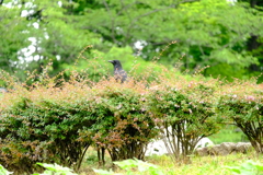 名城公園にて（8）
