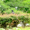 名城公園にて（8）