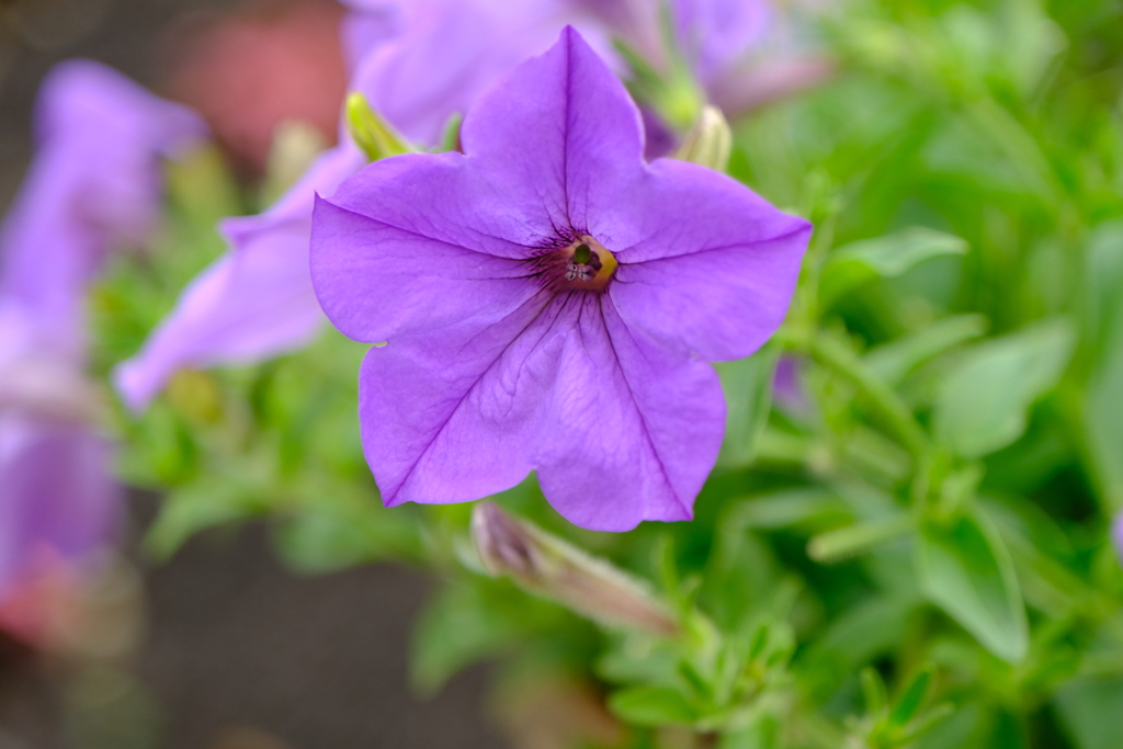 名城公園にて（5）