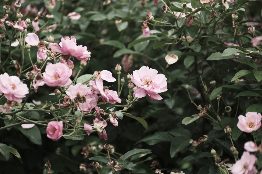 本日（7/10）の撮りもの（11）