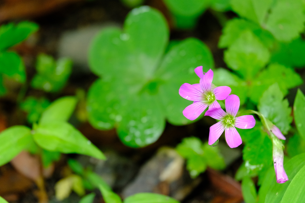 本日（6/14）の撮りもの（8）