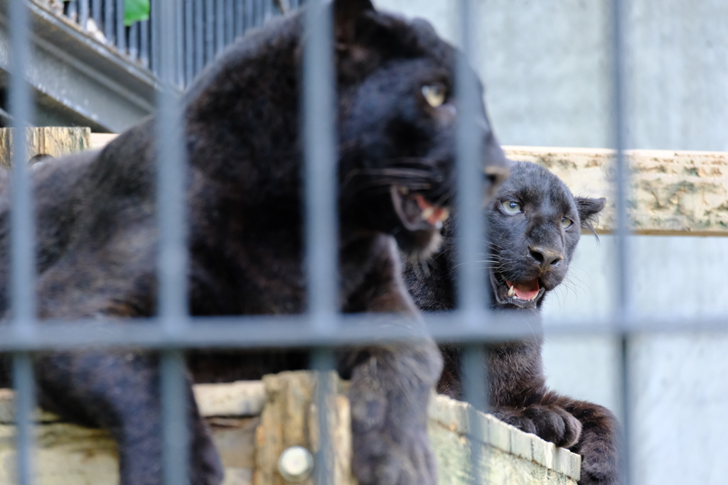 本日（6/14）の撮りもの（25）