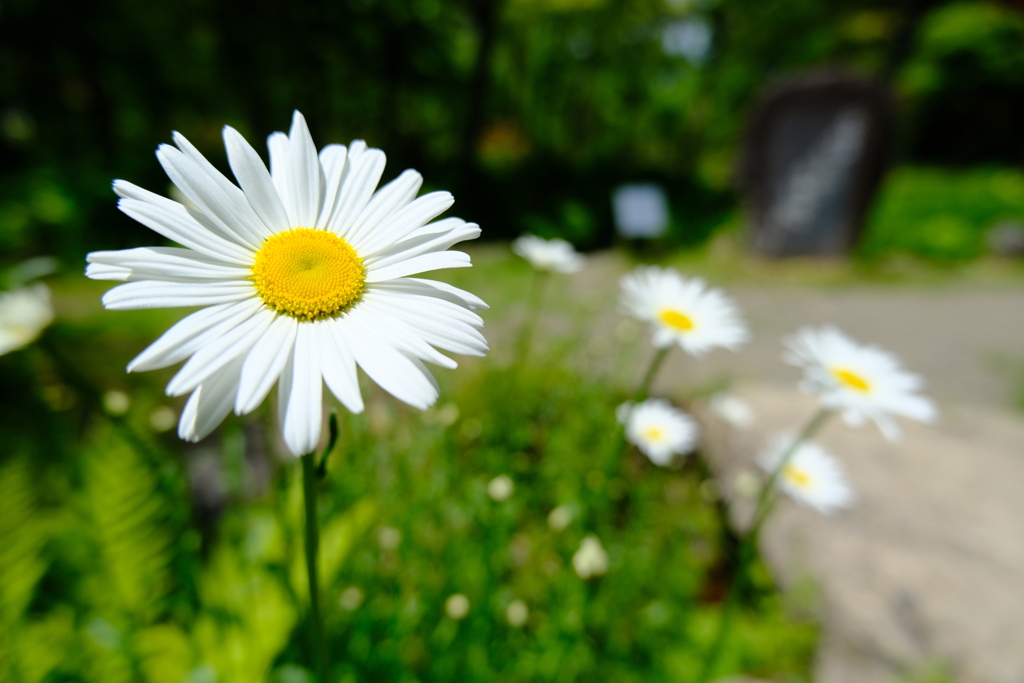 本日（5/28)の撮りもの（2）