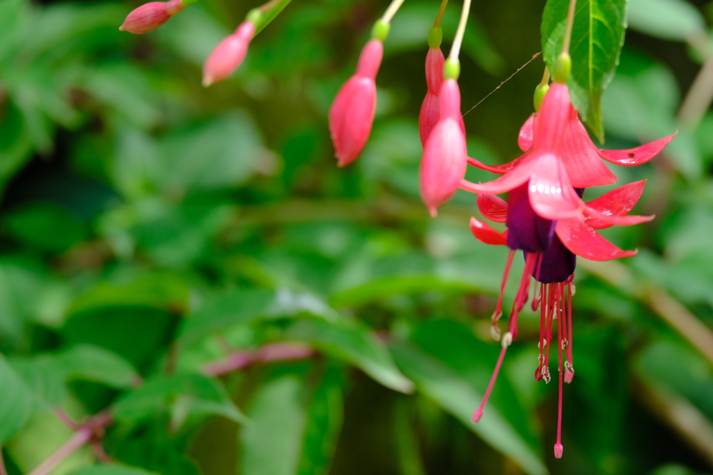 本日（6/14）の撮りもの（12）