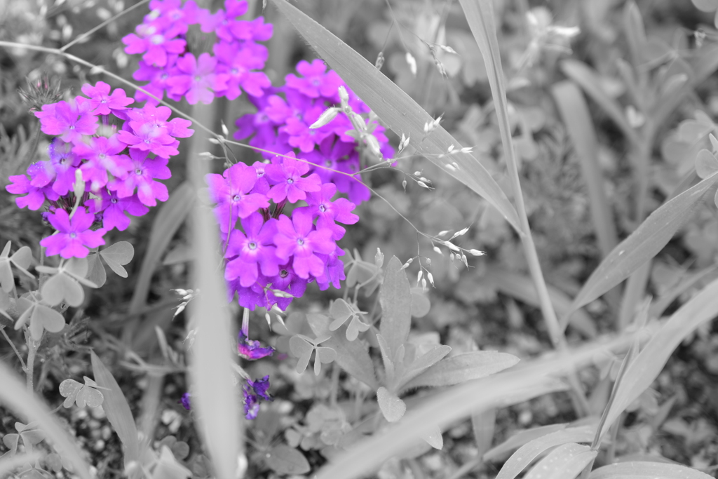 本日（5/23）の撮り物（10）