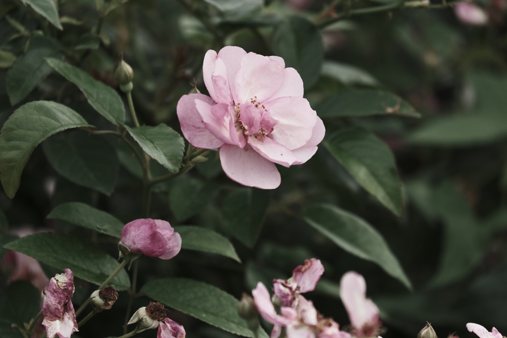 本日（7/10）の撮りもの（12）