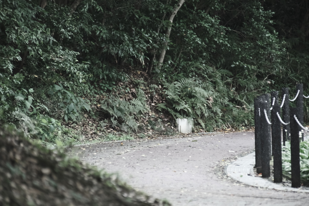 本日（7/10）の撮りもの（5）