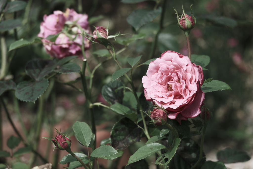 本日（6/14）の撮りもの（16）