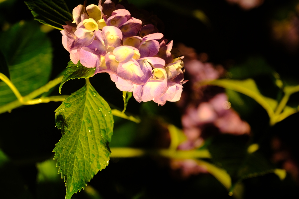 なばなの里にて（5）