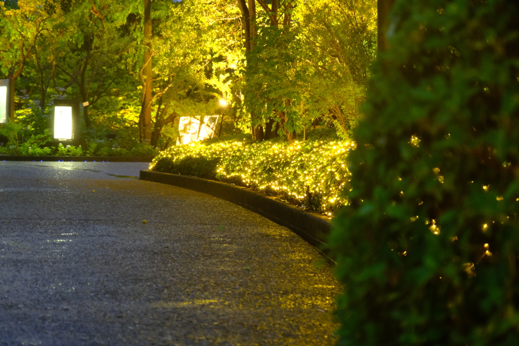 なばなの里にて（3）