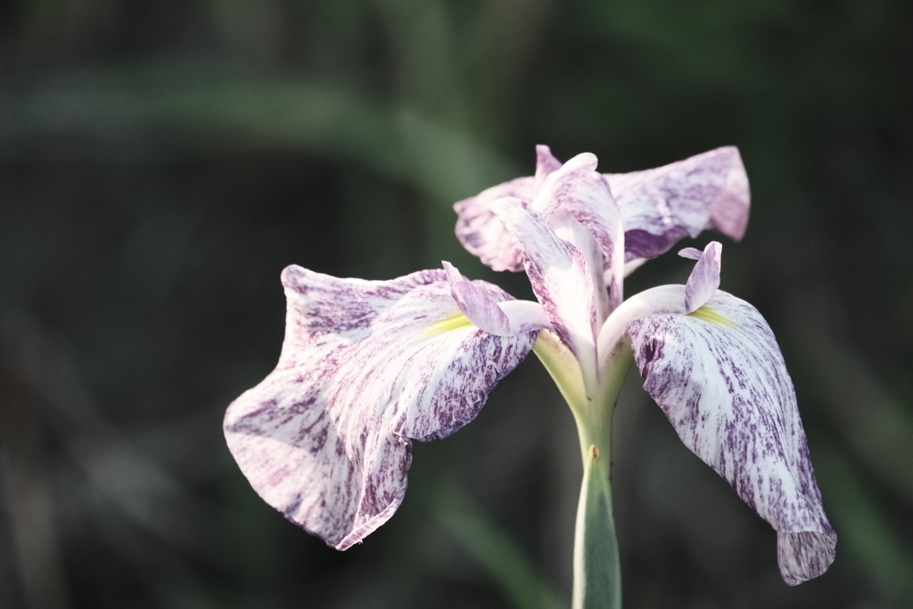 大高緑地にて（2）