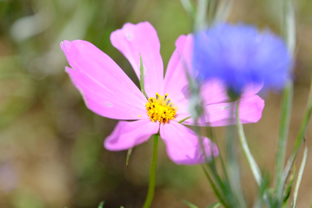 本日（6/14）の撮りもの（1）