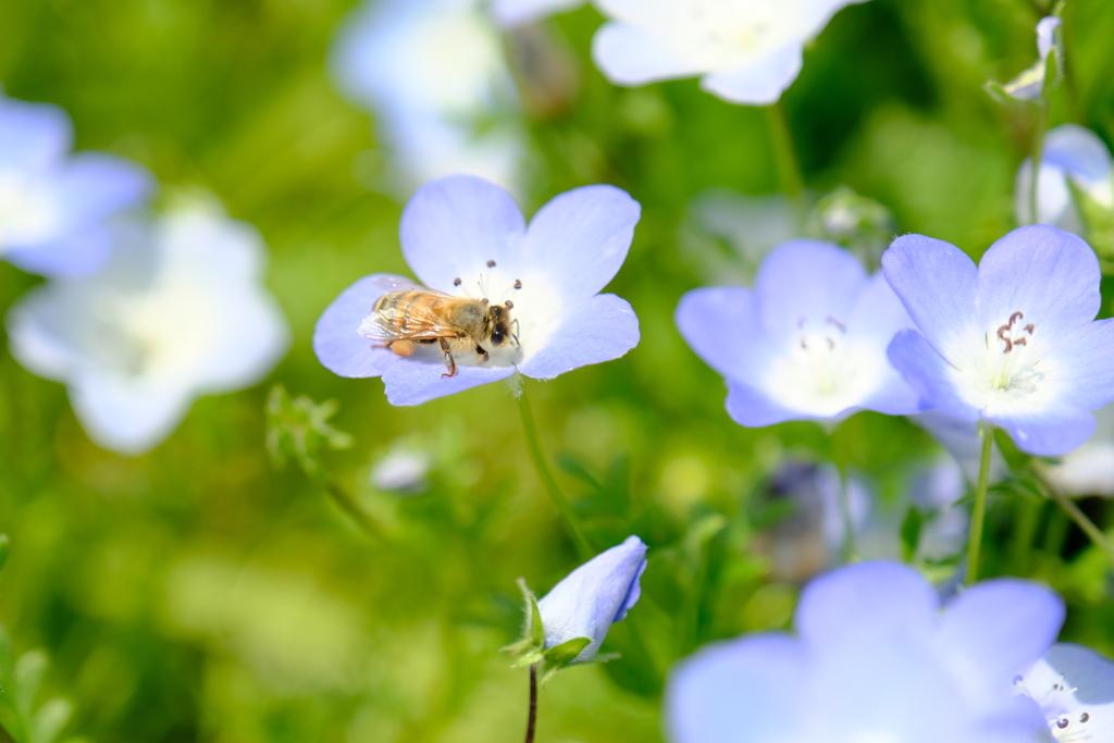本日（5/23）の撮り物（4）