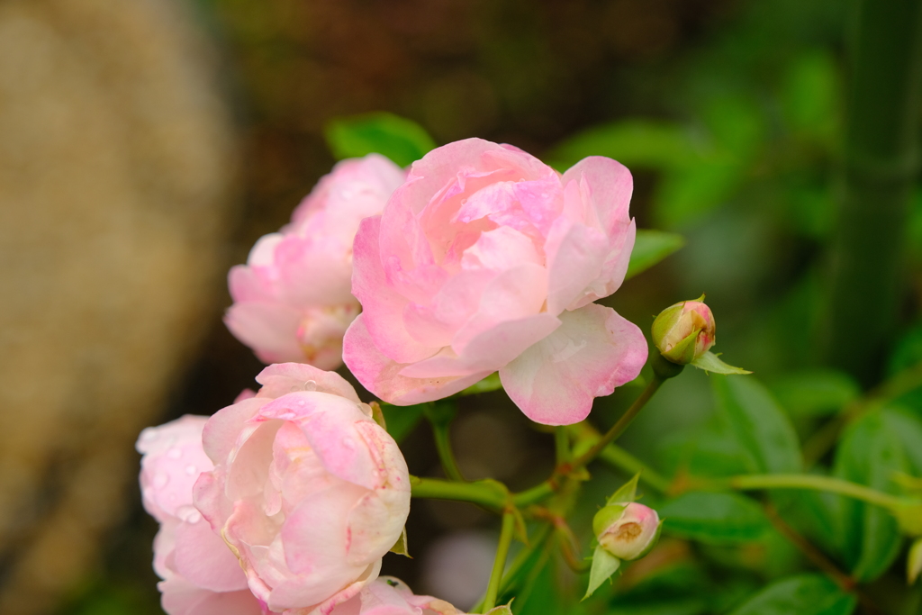 名城公園にて（4）