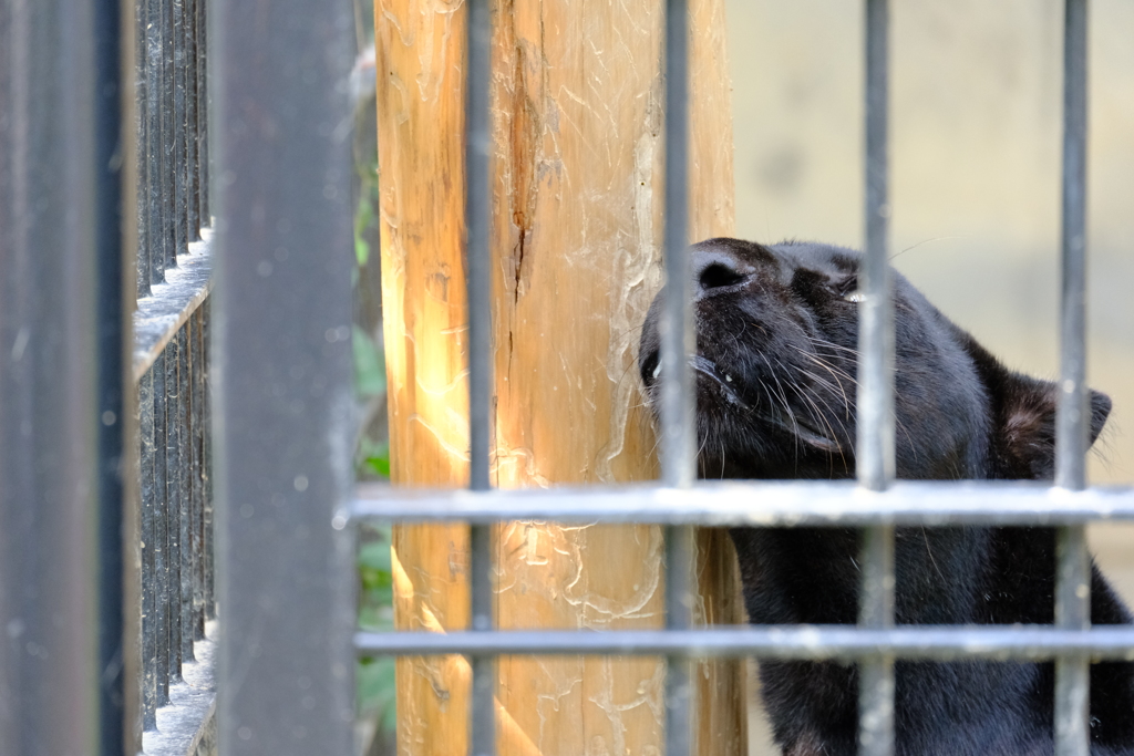 本日（6/14）の撮りもの（26）