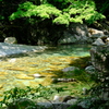 柿其渓谷にて（7）