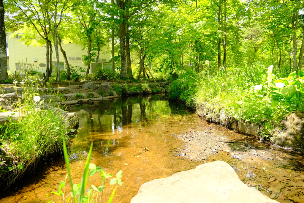 本日（5/28)の撮りもの（4）